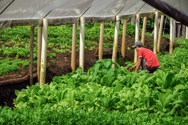 Vista del invernadero con un agricultor cuidando verduras cerca de la ciudad de Joanopolis . —  Fotos de Stock