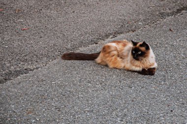 Cat on Saint-Gervais-Les-Bains/Le Fayet street