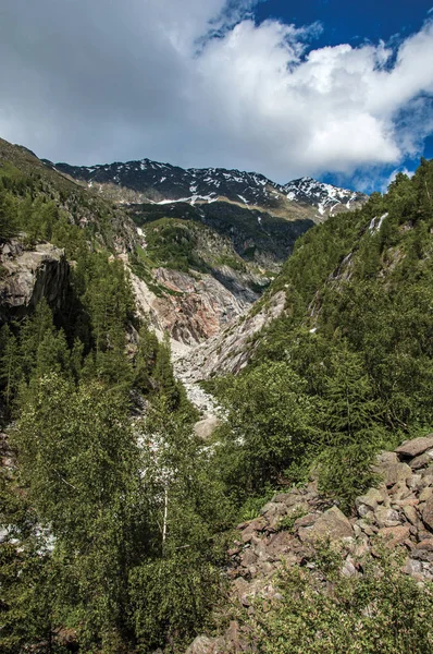 Δάσος στο Argentiere με παγετώνα creek και χιονισμένα βουνά στο βάθος — Φωτογραφία Αρχείου