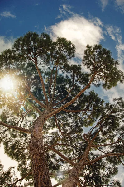 在晴天阴天的时候在托斯卡纳乡村背景松树的特写镜头 — 图库照片