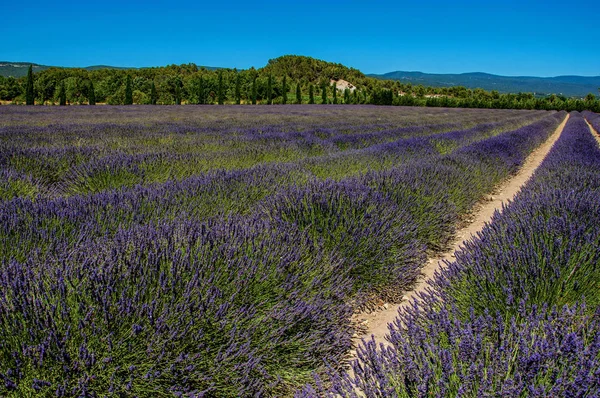 Lavanta çiçek Gordes Köyü yakınındaki güneşli mavi gökyüzü altında alan panoramik manzaralı. 