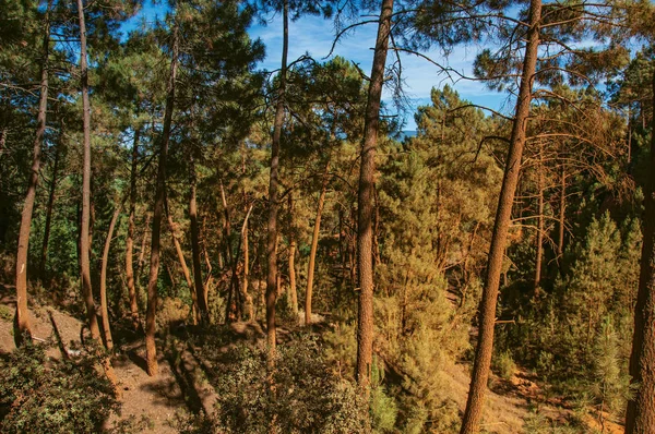 View of ocher land and trees in the park "Sentiers des Ocres" near Roussillon. — Stock Photo, Image