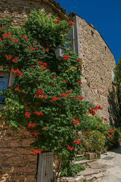Blick auf typische Steinhäuser mit sonnigem blauem Himmel und Blumen, in einer Gasse des historischen Dorfes Menerbes. — Stockfoto