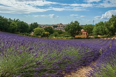 Lavanta alanlar'ın altında güneşli mavi gökyüzü ve arka Valensole şehrin panoramik manzaralı.