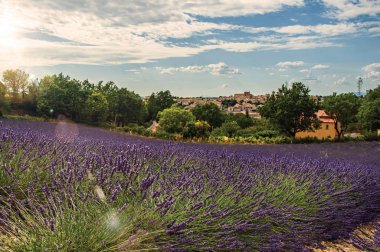View of lavender fields under sunny blue sky and the town of Valensole in the background. clipart