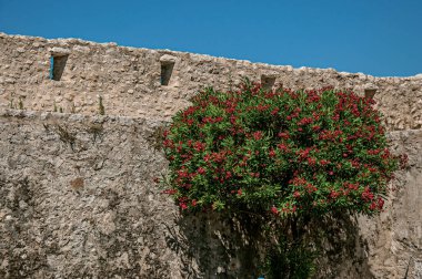 Taş duvar ve Saint-Paul-de-Vence'nin çiçekli çalı ile sokak görünümü.