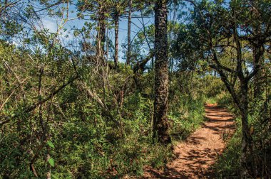 İzi Campos yakınındaki Horto Florestal kapalı çam ormanda ortasında görünümünü Jordao, onun dağ ve Turizm yürüyüş için ünlü bir şehir var. Bu yüzden Paulo devlet, güneybatı Brezilya bulunan