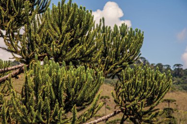 Çam Close-Up yakınındaki Campos de Jordao, Horto Florestal bir kasaba onun dağ ve Turizm hiking ünlü dalları. Bu yüzden Paulo devlet, güneybatı Brezilya bulunan