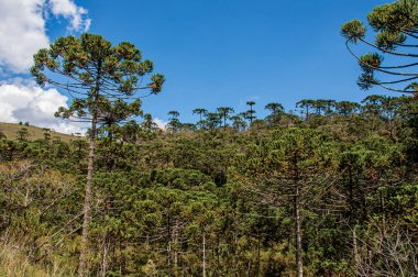 Ağaç seviyesinde, atışa Campos yakınındaki Horto Florestal bir çam ormanının ortasında görünümünü Jordao, onun dağ ve Turizm yürüyüş için ünlü bir şehir var. Bu yüzden Paulo devlet, güneybatı Brezilya bulunan