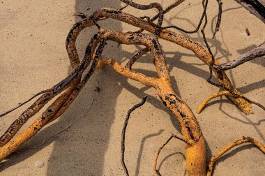Paraty Mirim, tropik sahil yakınında Paraty, Rio de Janeiro Brezilya devlet, güneybatı kıyısında bir şaşırtıcı ve tarihi kasaba kuma gömülü bükülmüş ince dallarla Close-up.