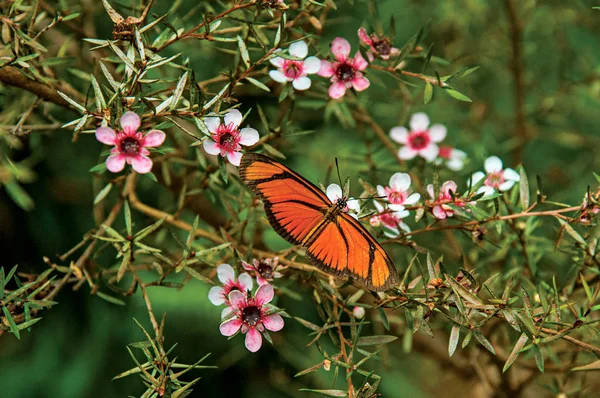 Primer Plano Una Colorida Mariposa Encima Las Flores Horto Florestal — Foto de Stock