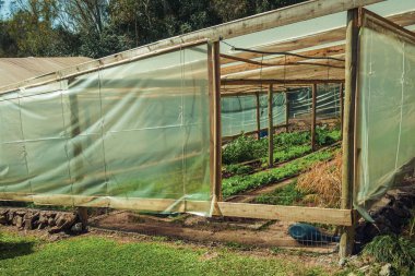 Vegetable garden inside a greenhouse clipart