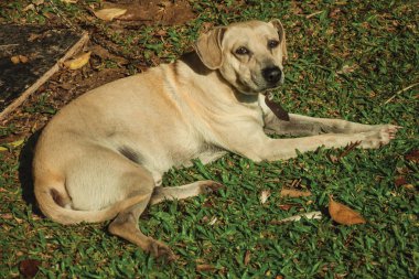 Labrador av köpeği çimenlerde oturuyor.