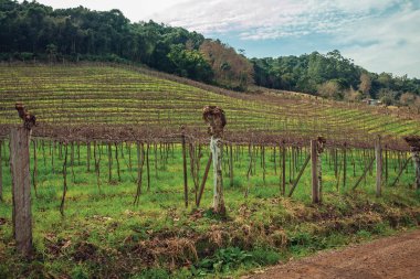 Yapraksız asmaları ve toprak yolu olan kırsal alan.