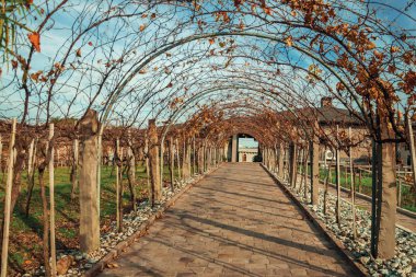 Pathway and autumnal arbor with vine branches clipart