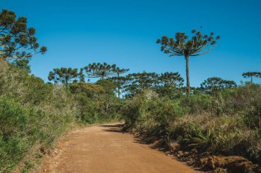 Çam ağaçlı bir ormanda toprak patika.