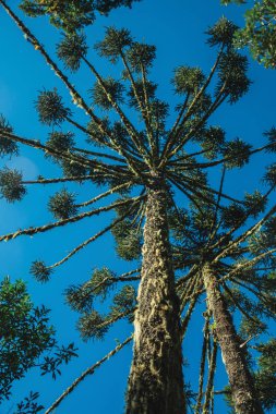 Landscape of pine treetops amid lush forest clipart