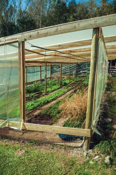 Jardín vegetal dentro de un invernadero —  Fotos de Stock