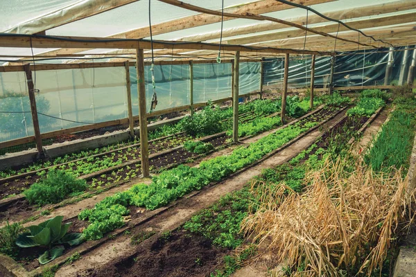 Jardín vegetal dentro de un invernadero — Foto de Stock