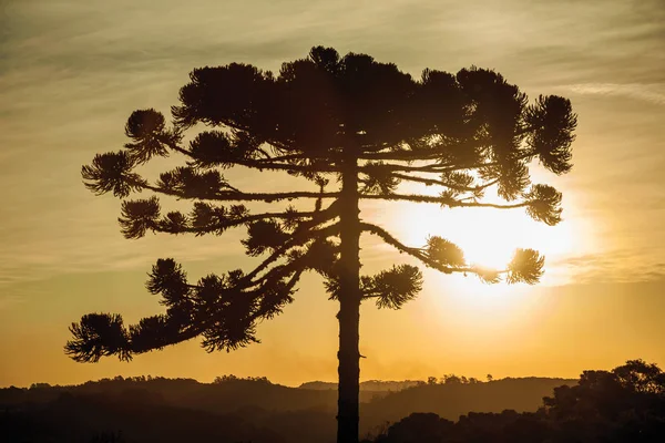 Toptakken van een dennenboom silhouet bij zonsondergang — Stockfoto