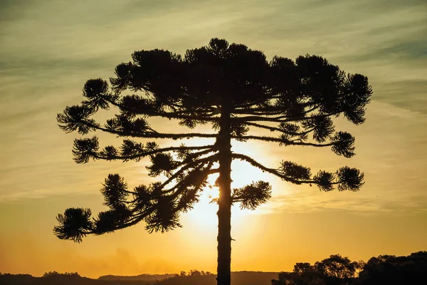 Toptakken van een dennenboom silhouet bij zonsondergang — Stockfoto