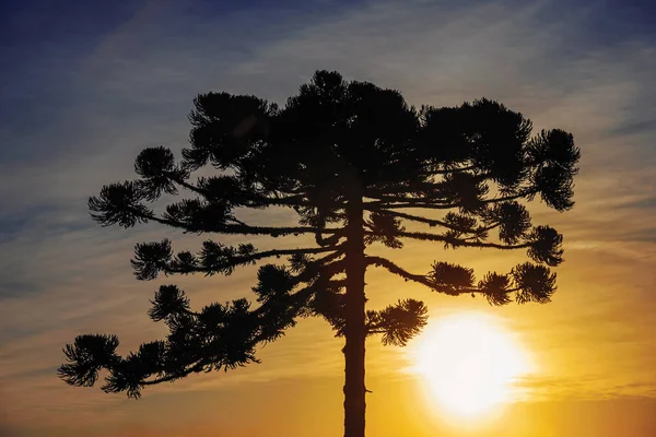 Toptakken van een dennenboom silhouet bij zonsondergang — Stockfoto