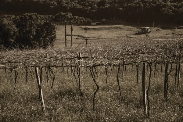 Виноград без листьев в винограднике с домом — стоковое фото