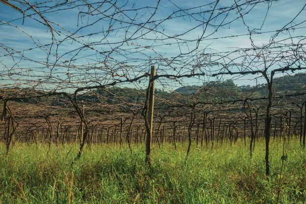 Detail van bladloze wijnstokken in een wijngaard — Stockfoto
