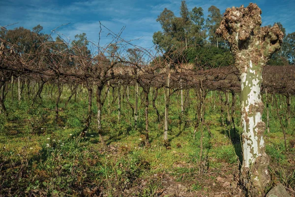 Krajobraz winorośli bez liści w winnicy — Zdjęcie stockowe