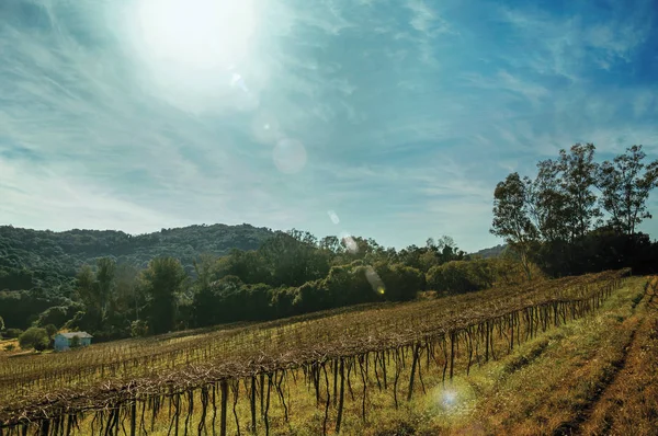 Bladloze druiven en zonlicht in een wijngaard — Stockfoto