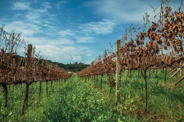 Száraz levelű fatörzsek és szőlőültetvények — Stock Fotó