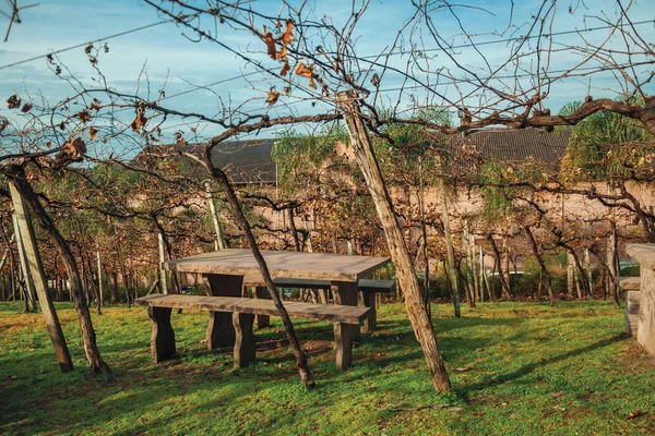 Скамейки и каменный стол посреди виноградника — стоковое фото
