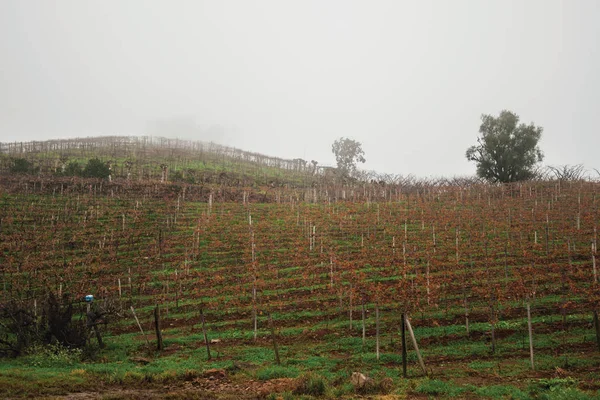 Filari di viti sopra la collina in una giornata nebbiosa — Foto Stock