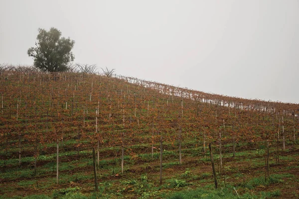 Rows of vines over hill in a foggy day — Stock Photo, Image