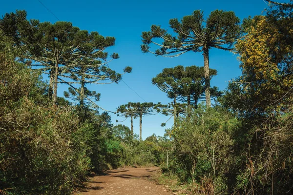 Camino de la suciedad en un bosque con pinos — Foto de Stock