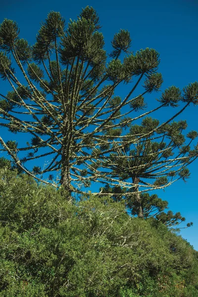 Landschap van dennenbomen temidden van weelderig bos — Stockfoto