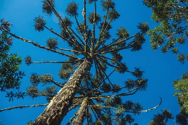 Landschap van dennenbomen temidden van weelderig bos — Stockfoto