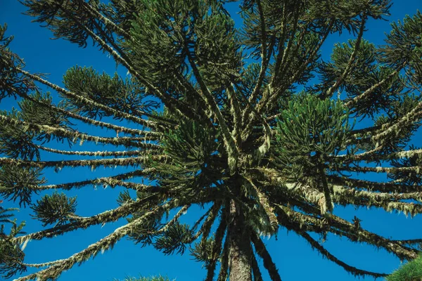 Detail van dennenboomtoppen takken — Stockfoto