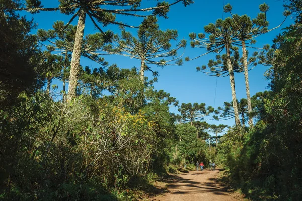 Gente caminando por el camino de tierra a través del bosque — Foto de Stock