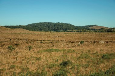 Kuru çalılı Pampas denilen kırsal düzlükler.