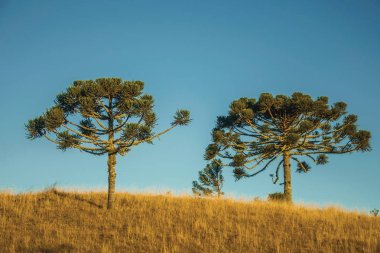 Pampas denilen kırsal ovalardaki çam ağaçları