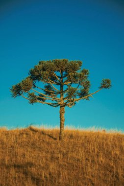 Pampas adı verilen kırsal ovalarda çam ağacı
