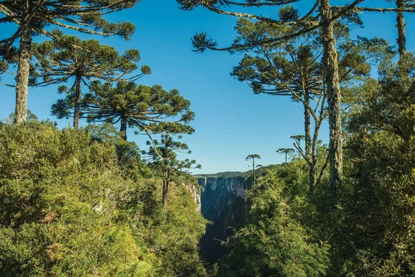 Itaimbezinho峡谷，有岩石悬崖和森林 — 图库照片