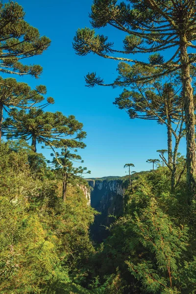 Каньйон Ітаїмбезінью з скелястими скелями та лісом. — стокове фото
