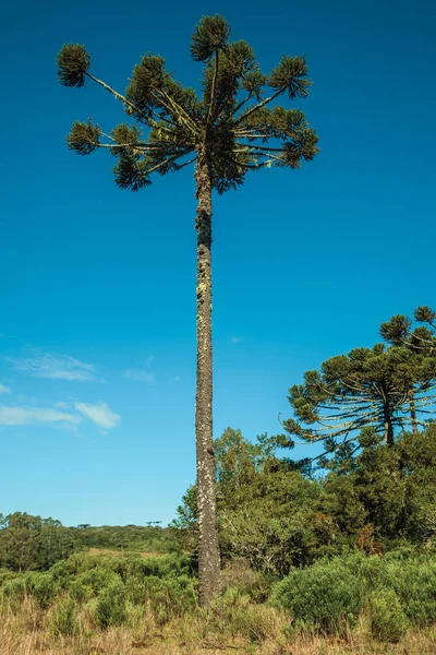 Landschap van dennenbomen temidden van weelderig bos — Stockfoto
