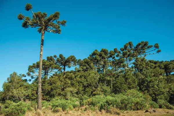 Landskap av tall trädtoppar mitt i grönskande skog — Stockfoto