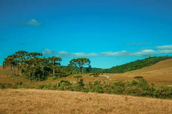 Tierras bajas rurales con arboledas verdes y arbustos secos — Foto de Stock