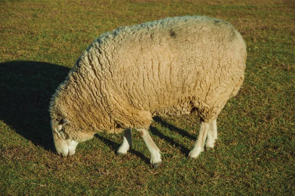 Sheep with a thick layer of wool grazing on lawn — Stock Photo, Image