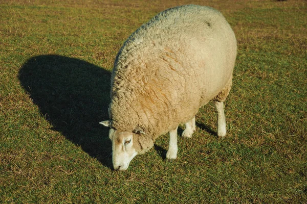 Ovejas con una gruesa capa de lana pastando en el césped —  Fotos de Stock