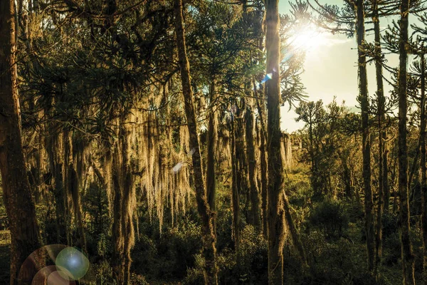 Ramas de árboles cubiertas por líquenes con luz solar — Foto de Stock